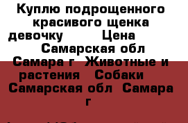 Куплю подрощенного красивого щенка(девочку!!!)  › Цена ­ 10 000 - Самарская обл., Самара г. Животные и растения » Собаки   . Самарская обл.,Самара г.